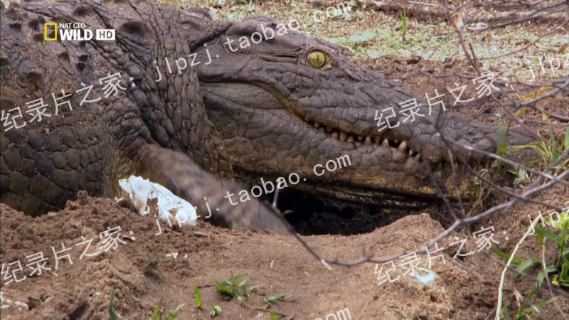 ҵ ͼ Crocs of Katuma