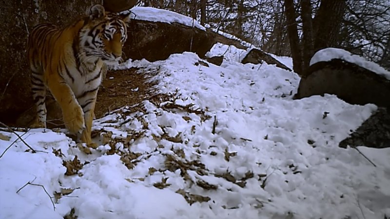 BBC ѩж Operation Snow Tiger