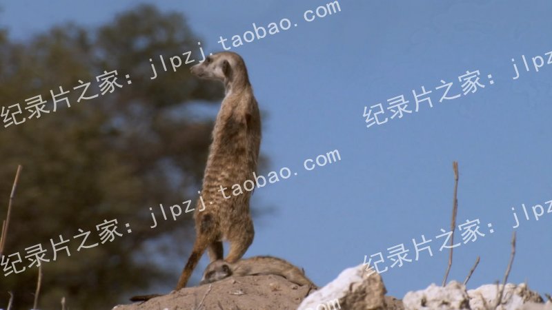 BBC ǵ Meerkats Secrets of an Animal Superstar