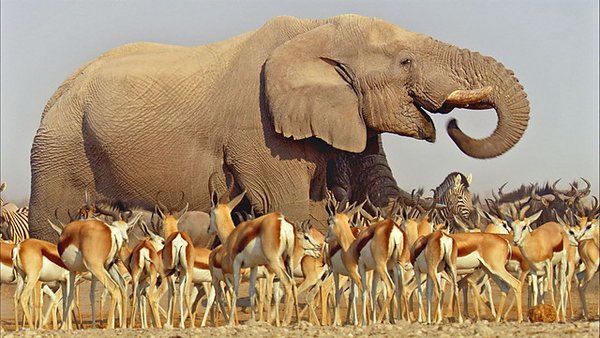 BBC 大卫.艾登堡 非洲 David Attenboroughs Africa