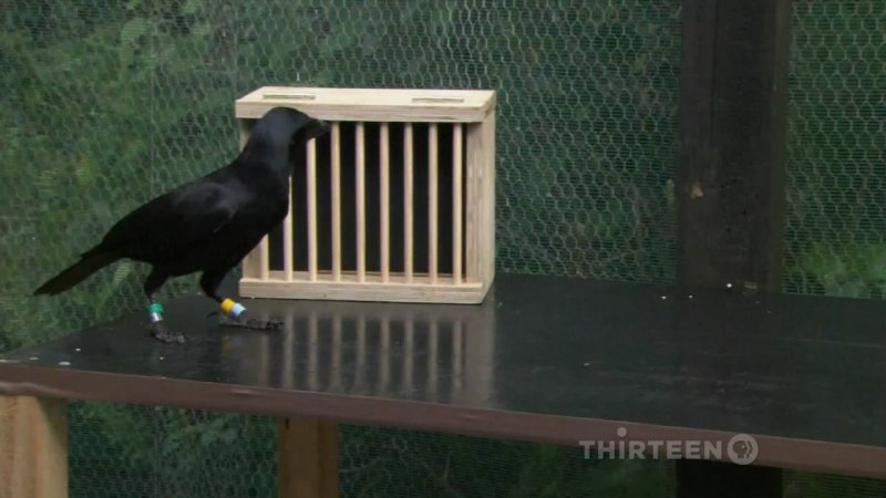 PBS Ȼ ѻ A Murder of Crows