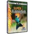 Ȼ(PBS: Nature: Super Hummingbirds)ȫһ/W4F/ӢǶӢĻ[HDTV]